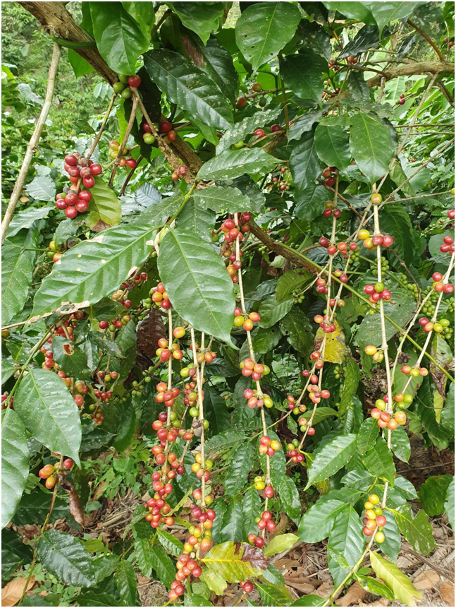 Café de Guatemala ©Ajkame